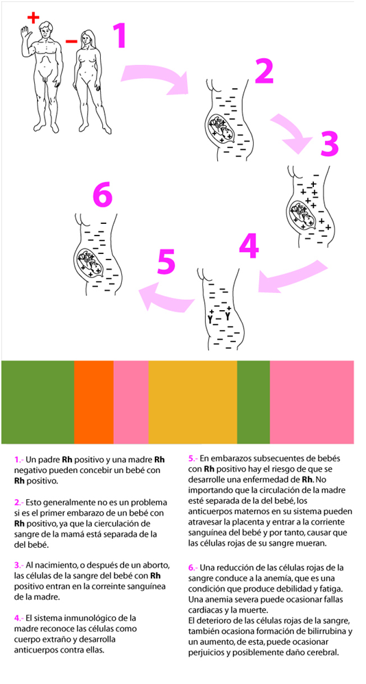 rh o negativo sangre