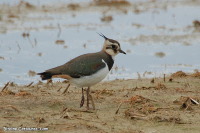 Fredeluga (Vanellus vanellus)