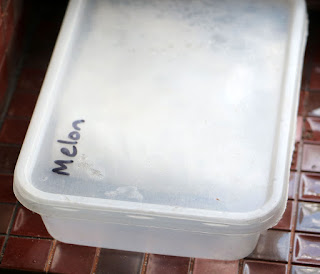 Melon seeds germinating Melon seeds germinating
