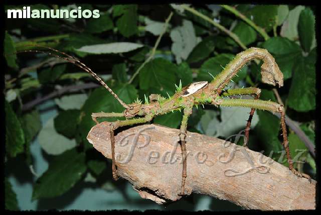 Insectes pal: NOMÉS HI HA UN TIPUS D'INSECTE PAL?