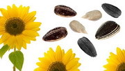Sunflower Seeds Healthy Snack to lower LDL cholesterol