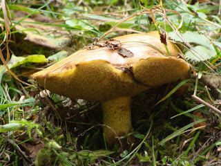 Suillus bovinus DSC68327