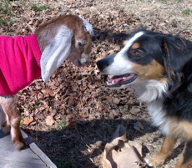 Goat Coats Again Oak Hill Homestead
