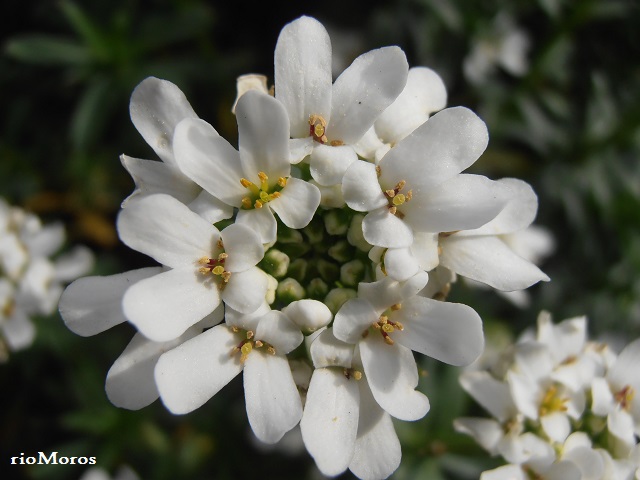 Flores Carraspique blanco Iberis sempervirens