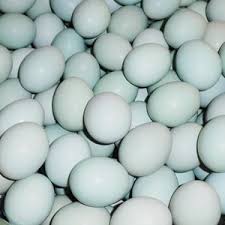 Harga telur bebek hari ini