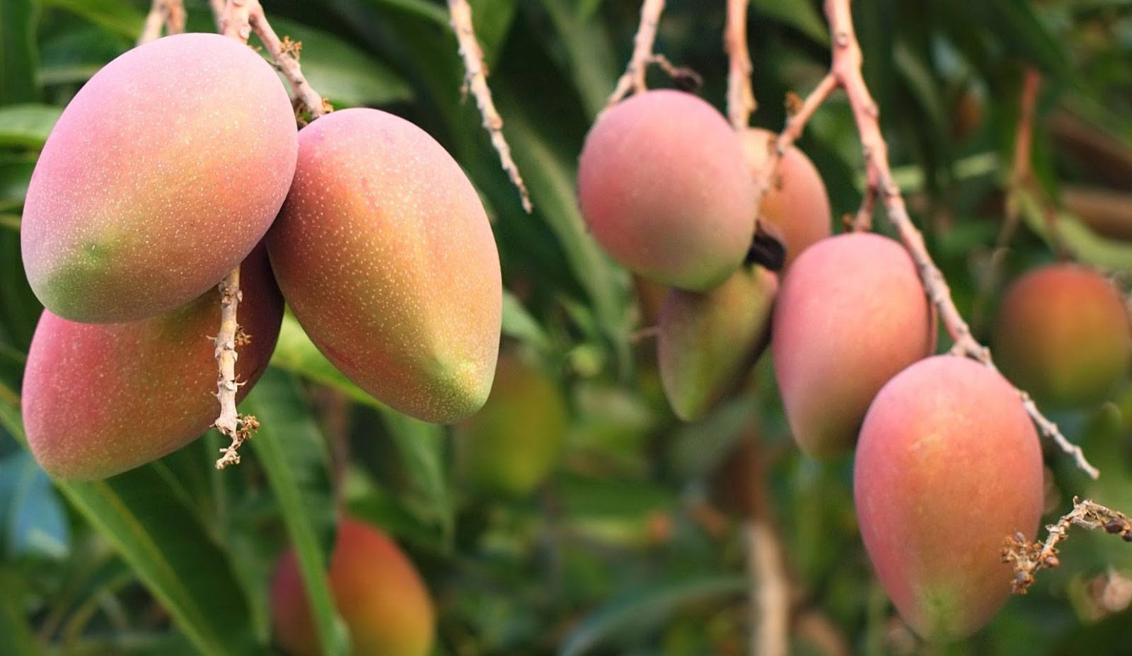 the fruits of bangladesh.....mango Discover Bangladesh