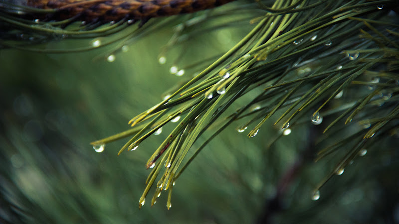 Pines Tree with Rain Drops