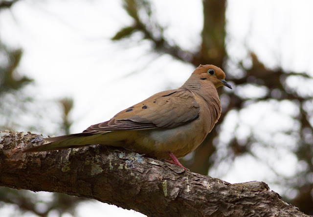 Mourning Dove - Central Park, New York