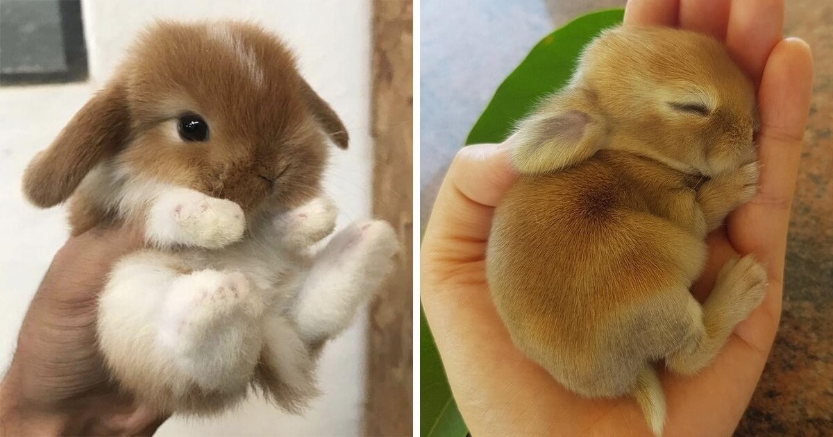 33 Cute Pictures Of Bunnies That Immediately Put Us In The Easter Spirit 33 Cute Pictures Of Bunnies That Immediately Put Us In The Easter Spirit