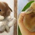 33 Cute Pictures Of Bunnies That Immediately Put Us In The Easter Spirit