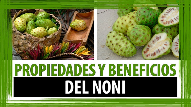 beneficio de la noni para bajar de peso