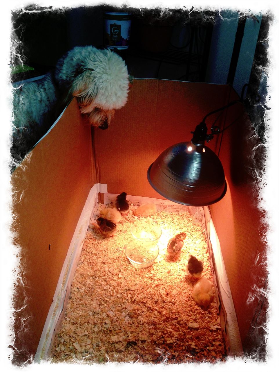 pinksnowshoesalaskagirl Runts and Raw Gluten Free Vegan Granola