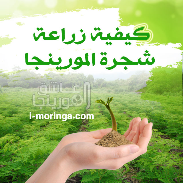 كيفية زراعة شجرة المورينجا كيفية زراعة شجرة المورينجا