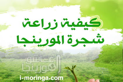 زراعة شجرة المورينجا في السعودية