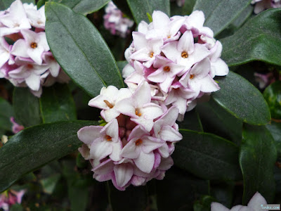 沈丁花 沈丁花