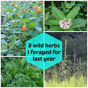 Foraging for wild herbs