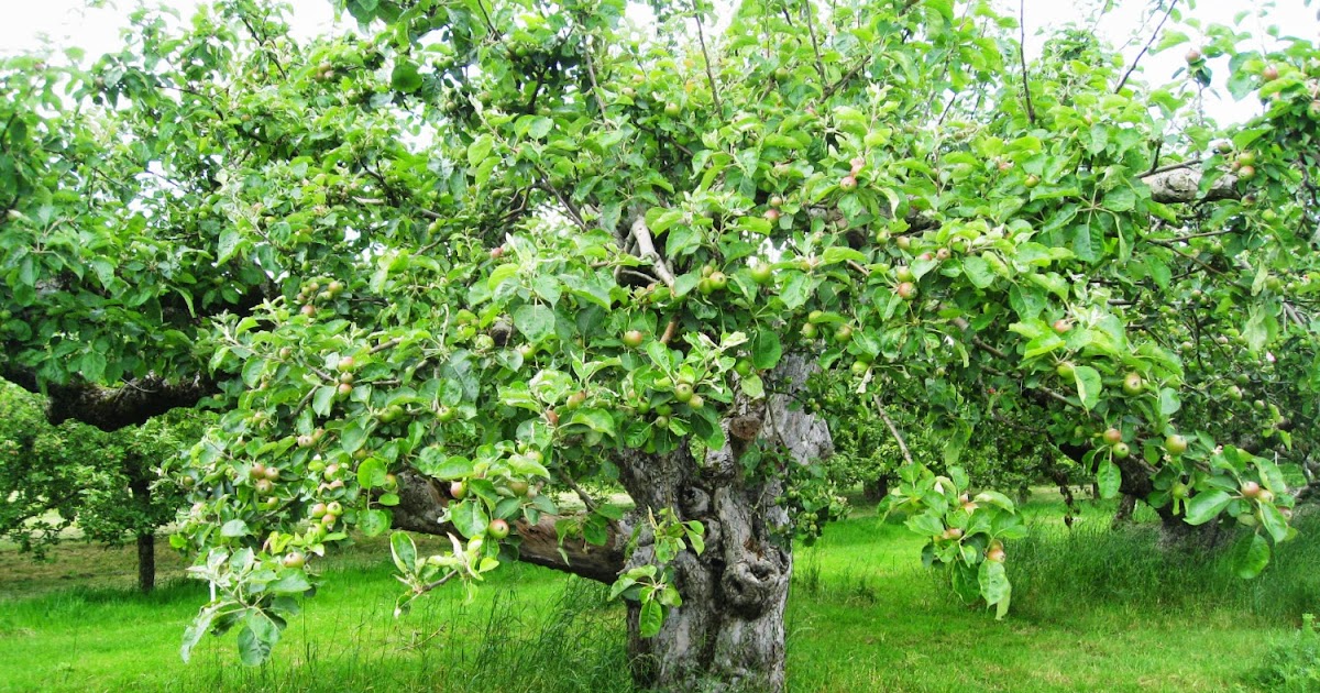 The Orchard Tea Room & Farm Shop Sponsor a Bramley Apple Tree 2017