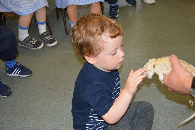 boy stroking a bearded dragon boy stroking a bearded dragon