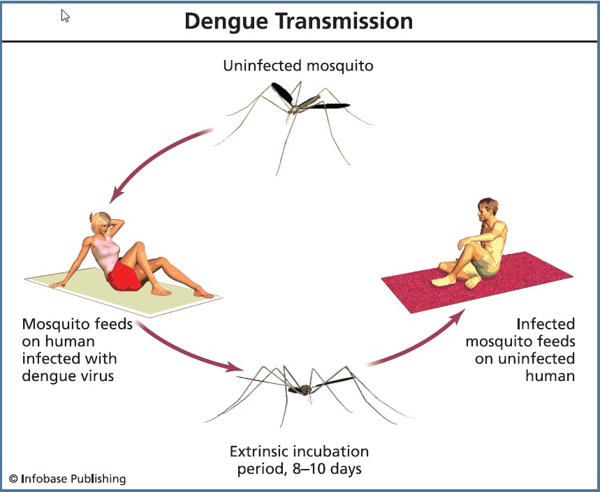 Dengue - mosquito-borne flu-like viral infection. - Universal Science