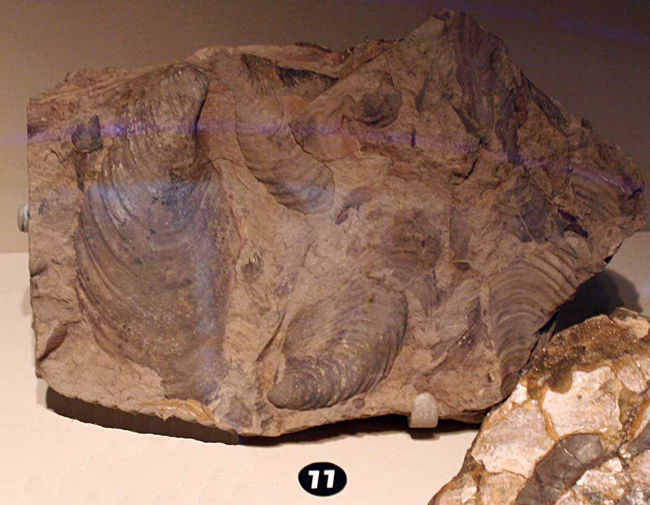 Louisville Fossils And Beyond Inoceramus Cretaceous Clam Fossil