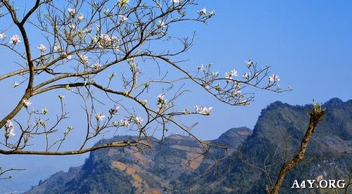 Hình ảnh hoa ban trắng, tím đẹp tuyệt vời Hoa ban trắng bên đồi núi