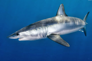 Shark | Wild Life World