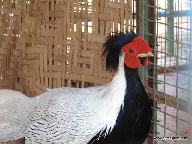 Gulbarga Government Zoo, Karnataka