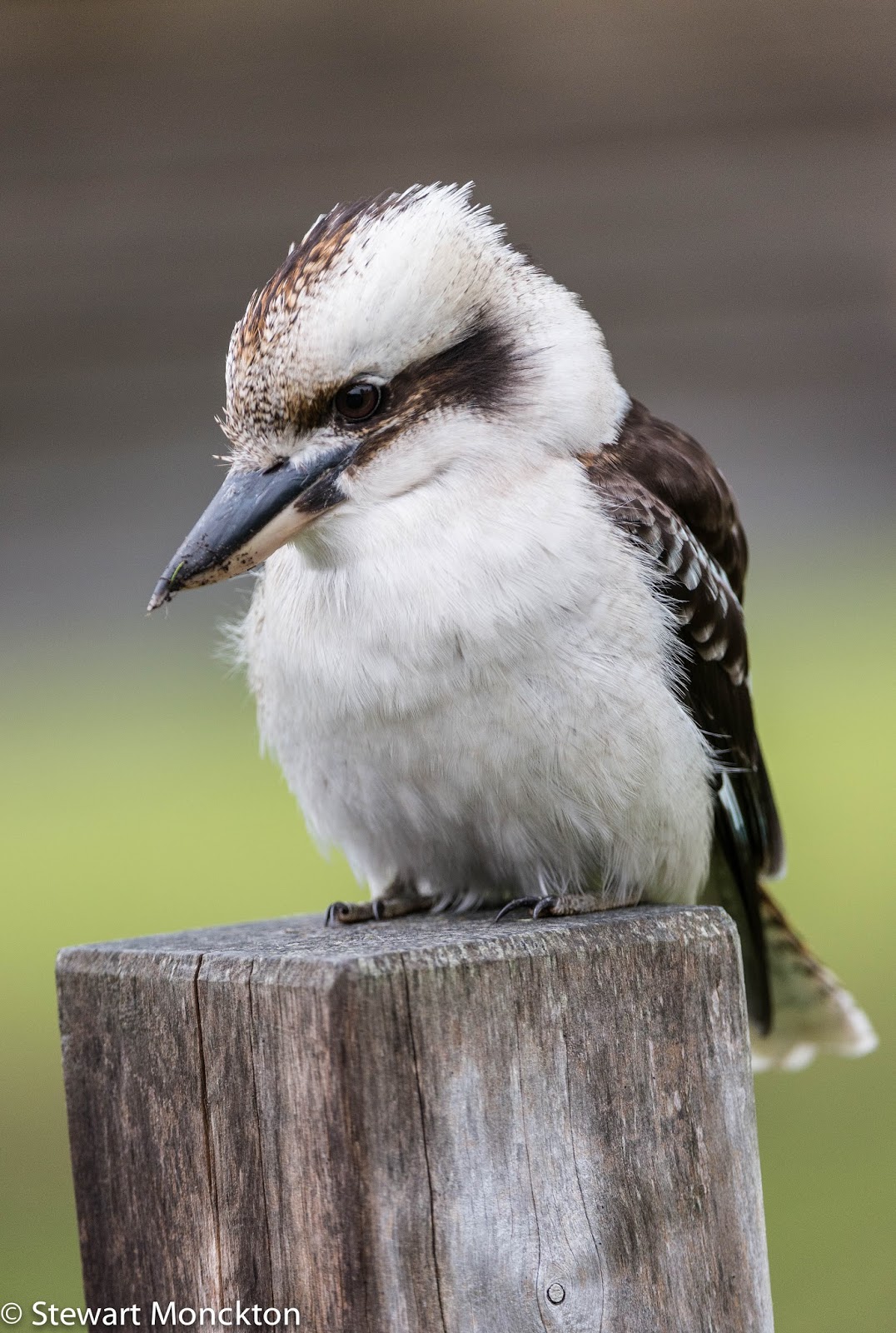 Paying Ready Attention Photo Gallery Wild Bird Wednesday 170