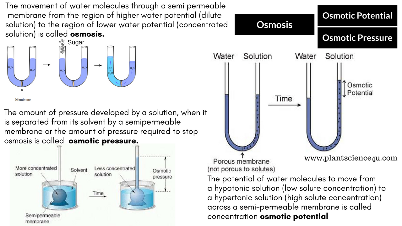 Water potential