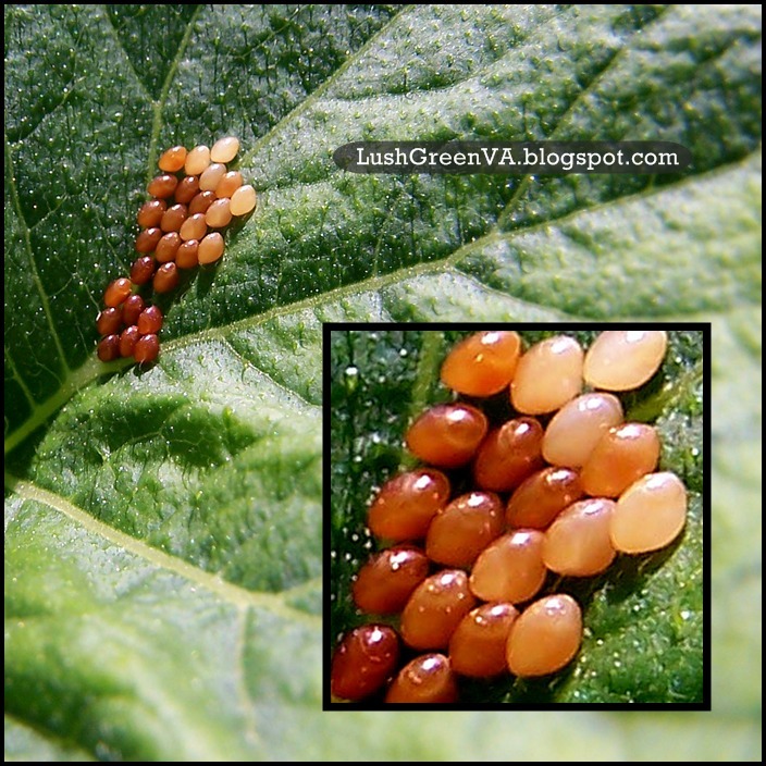 LushGreenVA What To Do When Squash Bugs Attack Your Pumpkin Patch?