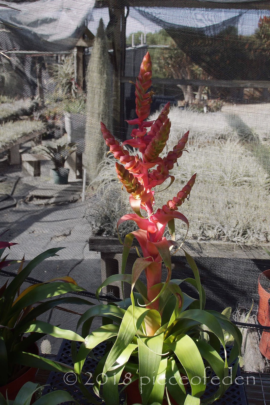 A Visit To Bird Rock Tropicals