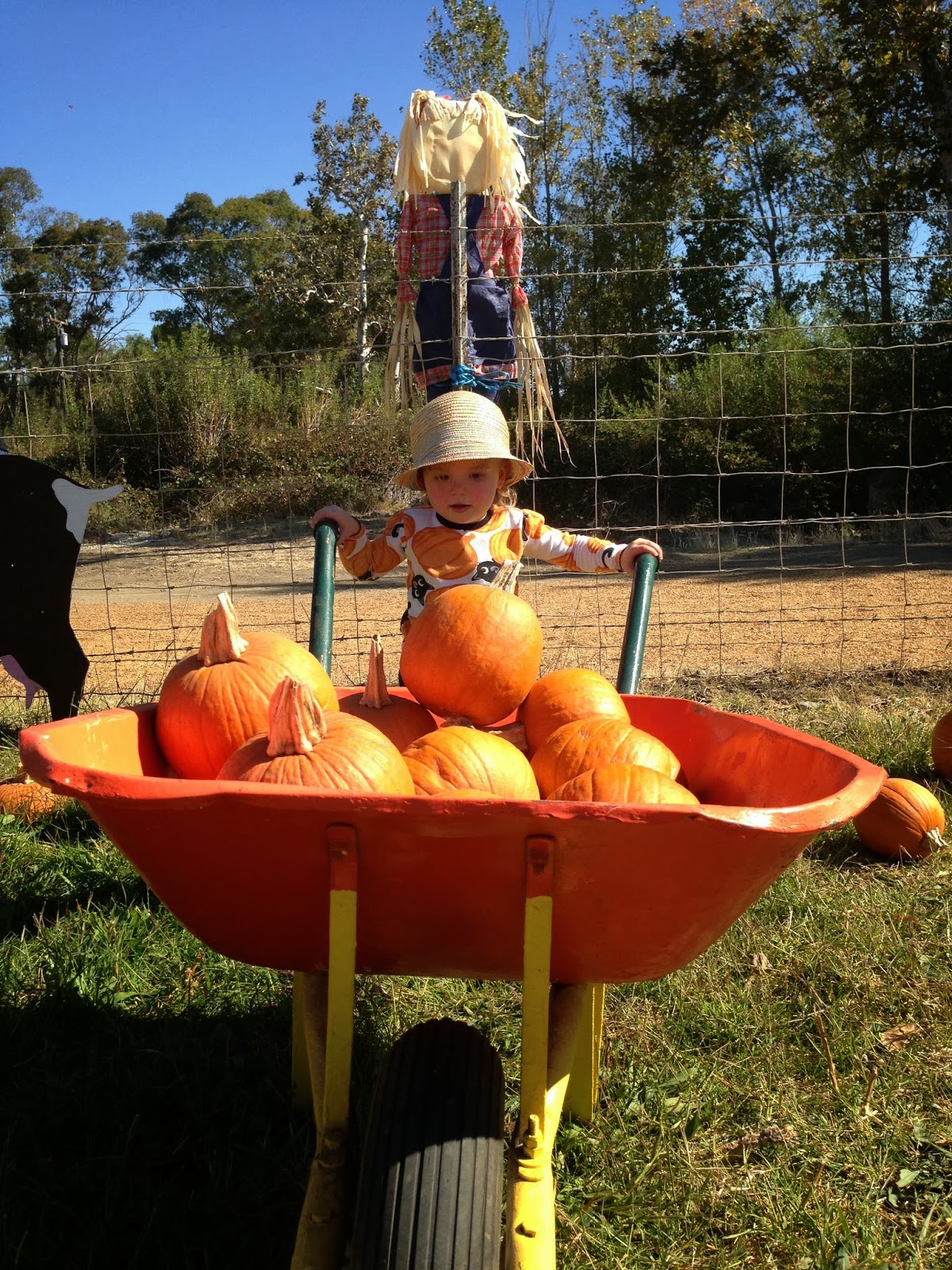 Robin's Nest Joan's Pumpkin Patch