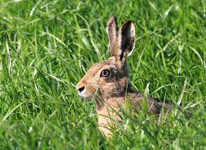 Brown Hare