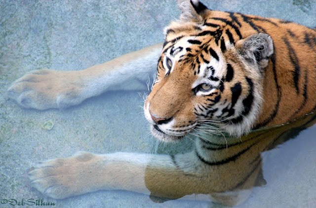 Tiger on the Maharaja Jungle Trek in Animal Kingdom, Walt Disney World
