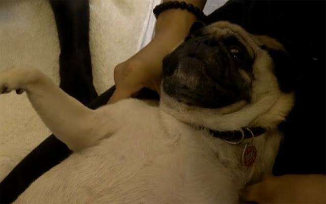 El masaje oriental para perros estresados