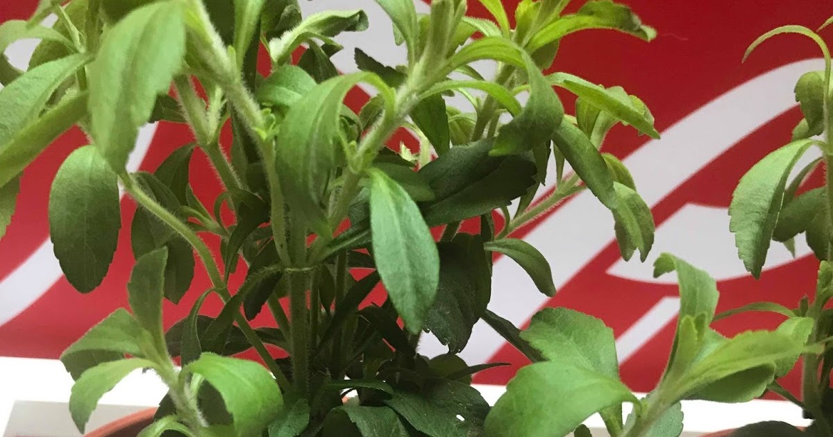 Cola-cola Stevia, Lebih Kurang Kandungan Gula!