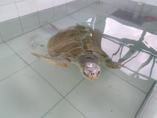 Penyu yang sudah besar di penangkaran Penyu yang sudah besar di penangkaran