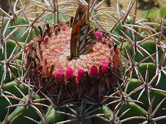 Borboleta na flor da coroa-de-frade