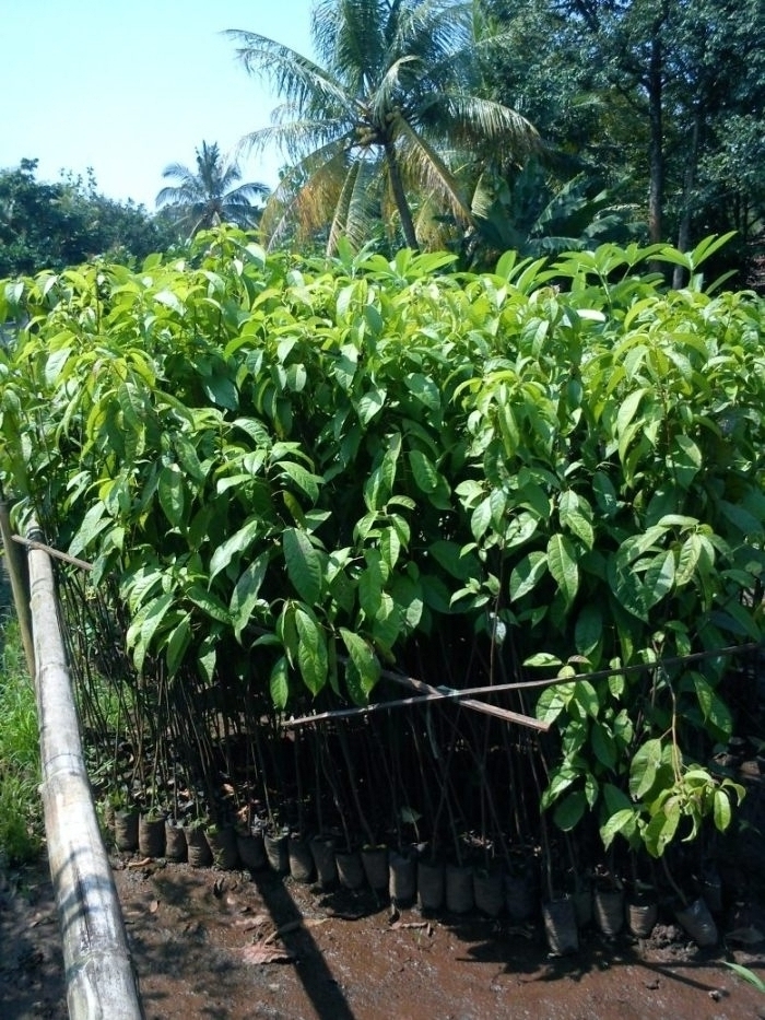 Jual Benih atau Bibit Kehutanan, Palawija, Kacangan LCC, Buah dan Pupuk ...