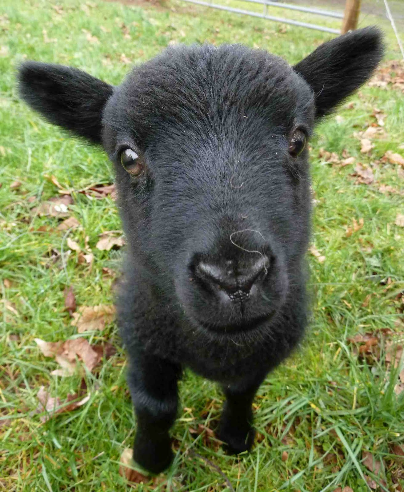 овцы с черными мордами. черный ягненок. кудрявая овечка. маленький ягненок черный. барашек маленький черный.