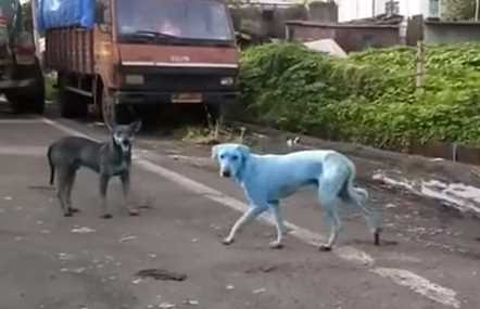 Ada Penampakan Anjing Berwarna Biru Di India