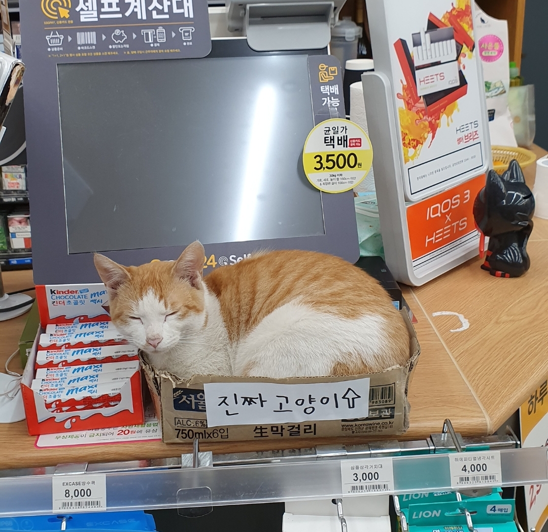 이미지에 대체텍스트 속성이 없습니다; 파일명은 b4c41b788767ea4d362ecf6fee089e11.jpg 입니다.