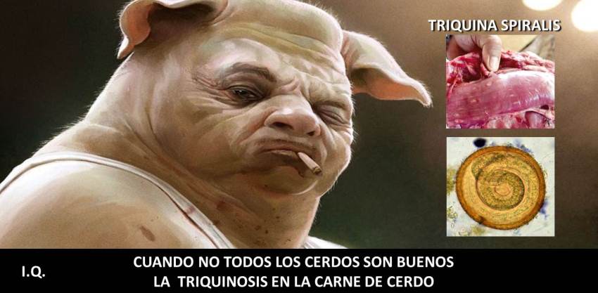 triquina en la carne de res triquina en la carne de res