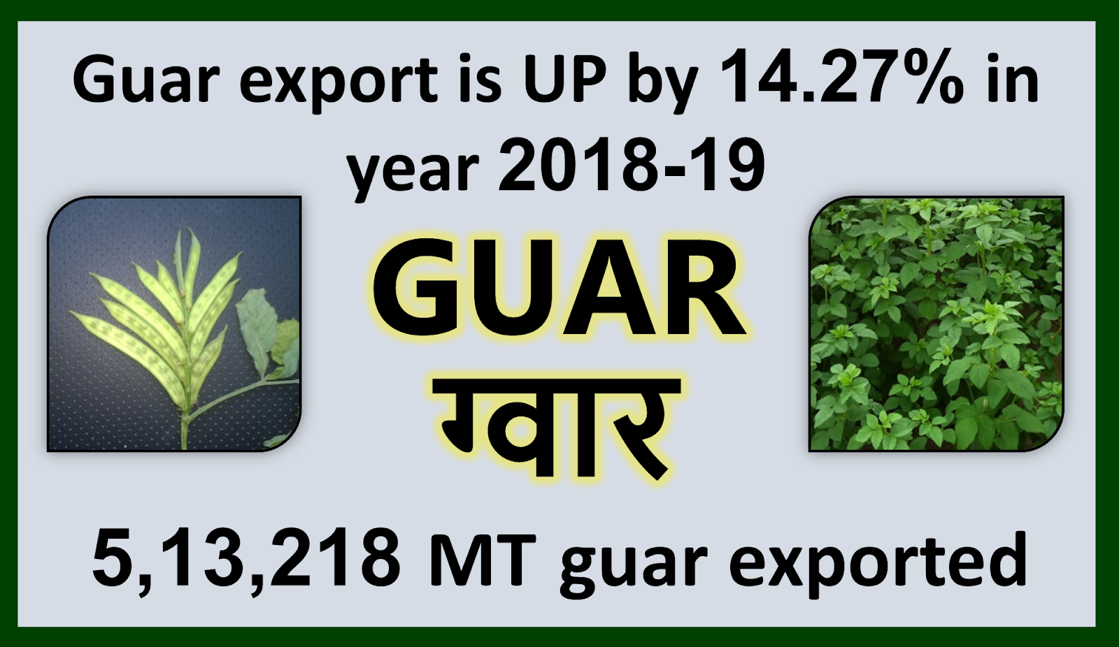 GUAR GUM INFORMATION AND GUAR GUM CULTIVATION IN INDIA Guar export has