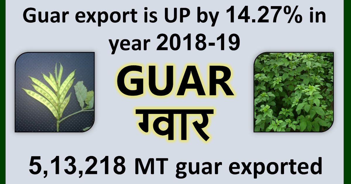 GUAR GUM INFORMATION AND GUAR GUM CULTIVATION IN INDIA Guar export has increased by 14.27 in