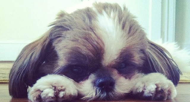 5 atitudes que nunca devemos ter com os SHIH TZU