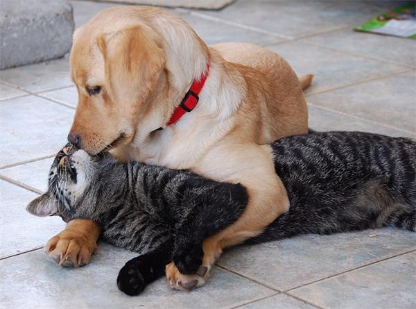 Cún với mèo là cặp đôi "trời định"
