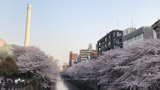 ซากุระ โตเกียว Meguro River