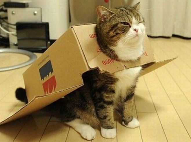 Aujourd'hui, je "tchatte" sur les Chats #carton #cardboard - 33 carton et chat 32
