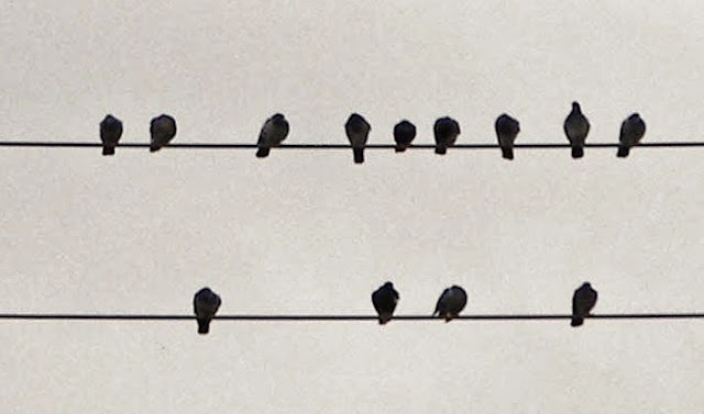 Thirteen blackbirds.